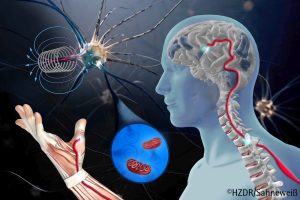 Möglicher neuer Therapieansatz zur Heilung neurodegenerativer Erkrankungen