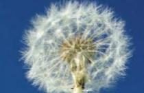 Ectoin aus extremophilen Bakterie kann die Sensibilisierung gegen Allergene reduzieren