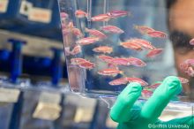 Fehlalarm im Neugeborenen-Screening: Wie Zebrafische unnötige SMA-Therapien verhindern können