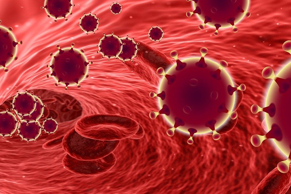 Welche Zellen das neuartige Coronavirus befällt