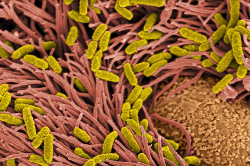 Neuer Mechanismus: Peptide helfen beim Schutz der Lunge vor Krankheitskeimen