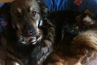 Hundehaltung schützt vor Asthma