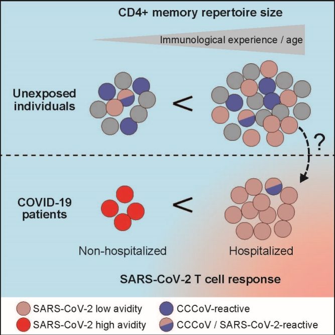 COVID-19: Kontakt mit Erkältungsviren bietet offenbar keinen Schutz