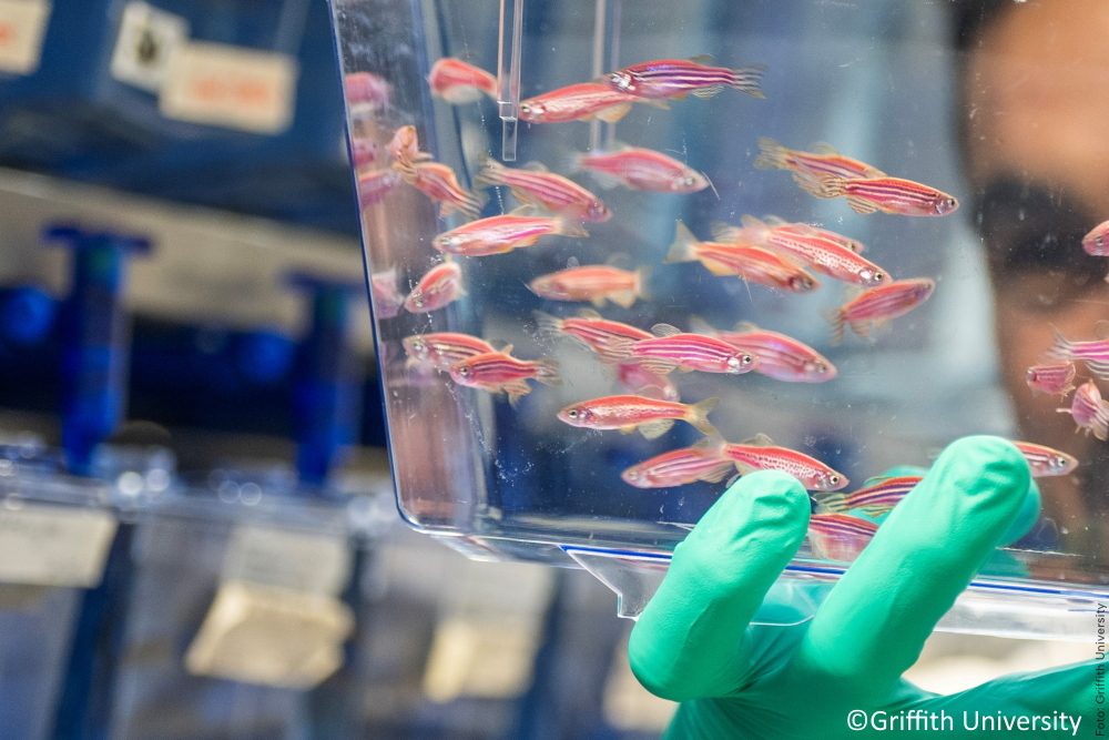 Fehlalarm im Neugeborenen-Screening: Wie Zebrafische unnötige SMA-Therapien verhindern können