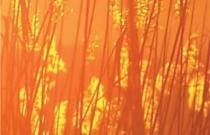 Zelltherapie für Pulmonale Alveolarproteinose