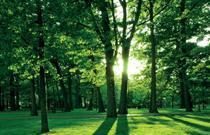 Alterungsprozesse tragen zum Entstehen chronischer Atemwegserkrankungen bei